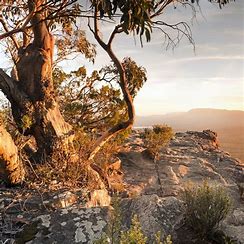 Aussie Bushwalk